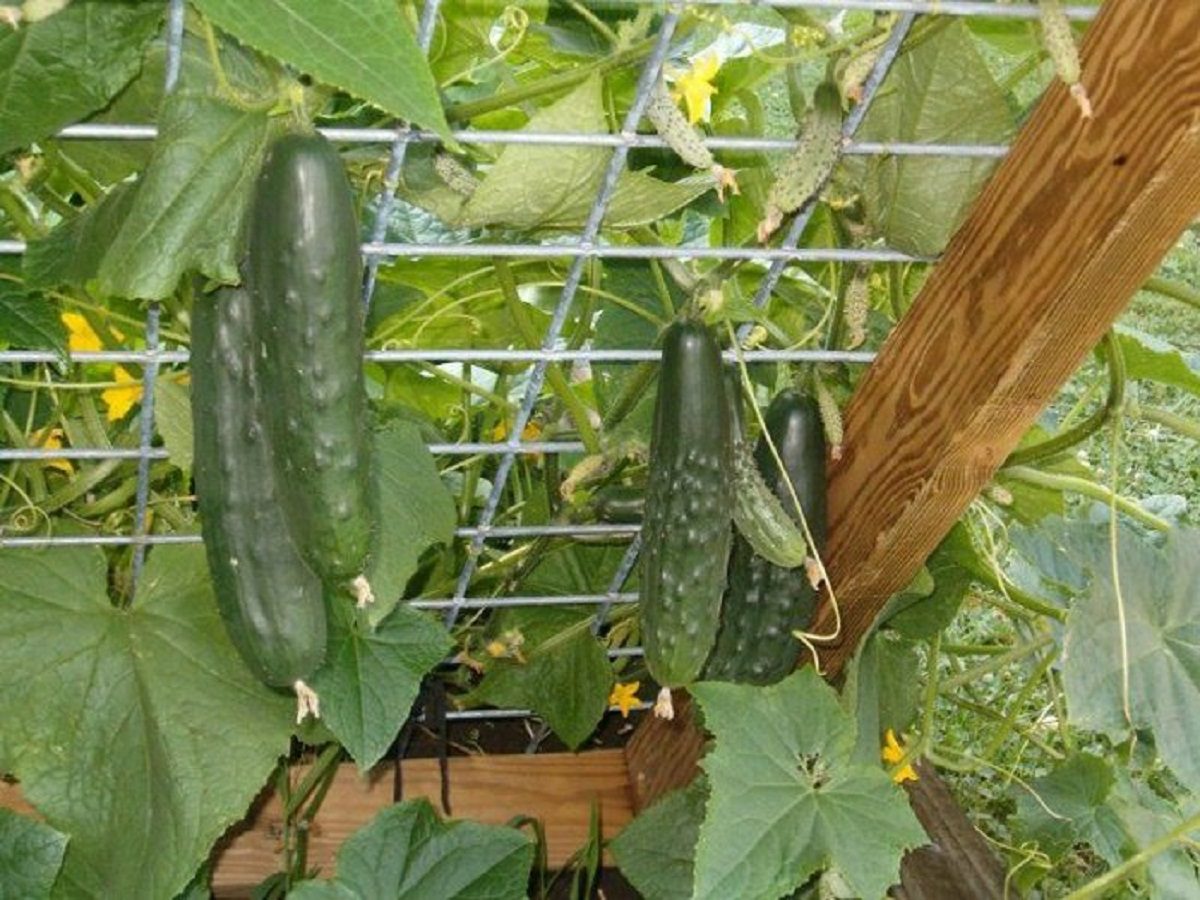 Формы Для Выращивания Огурцов Купить В Омске